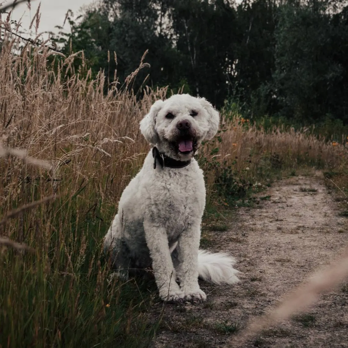 Appa - Lagotto Romagnolo, een van de honden van hondencoach Kimberly van Blije Woef