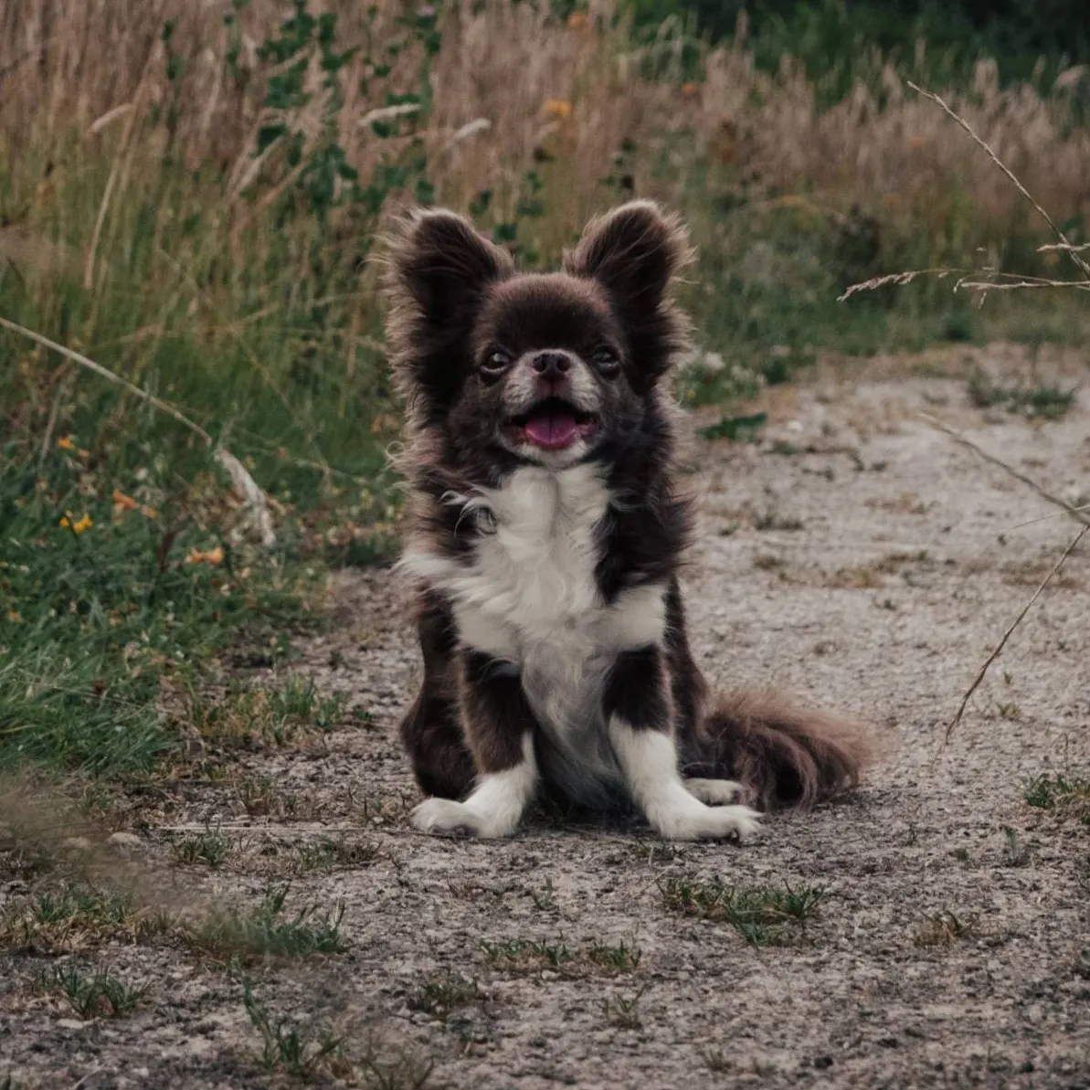 Eevee - Chihuahua, een van de honden van hondencoach Kimberly van Blije Woef