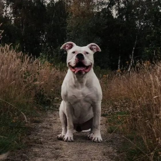 Machop - American Bully, een van de honden van hondencoach Kimberly van Blije Woef