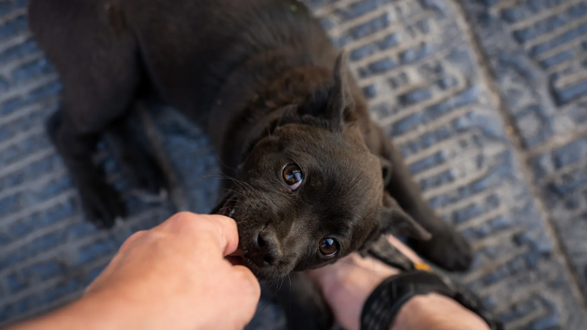 Labrador die al spelend in een hand bijt