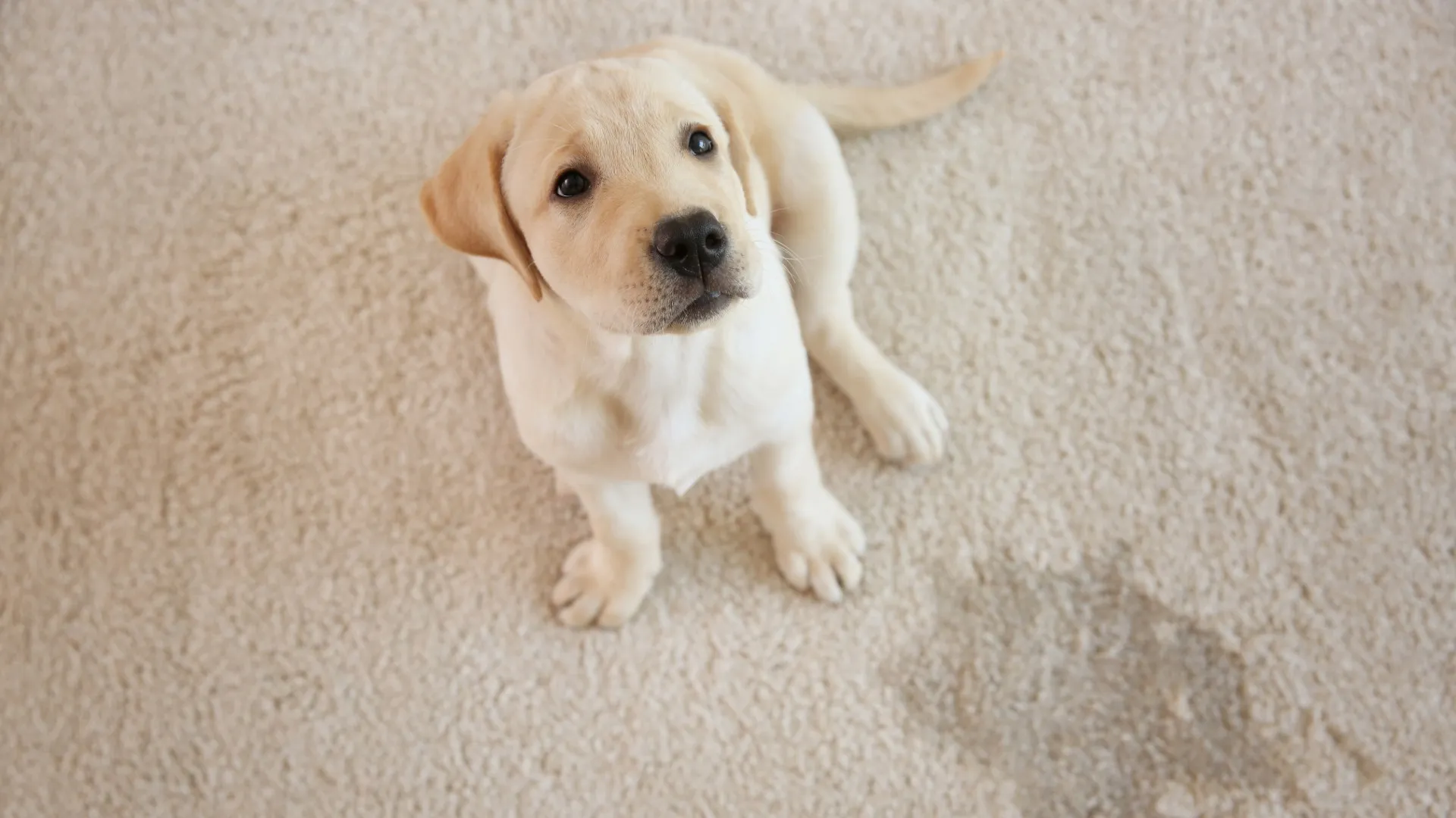 Labradorpup kijkt omhoog naast een natte plek op het tapijt